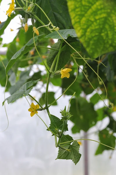 Yound Ovarios Cultivo Fresco Pepinos Invernadero —  Fotos de Stock