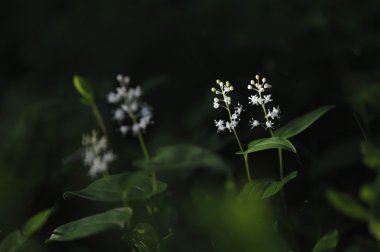 Gölgeler ve yapraklara sihirli gece ışık koşullarında Maianthemum bifolium.
