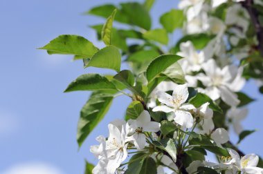 elma ağacının bahar çiçekleri.