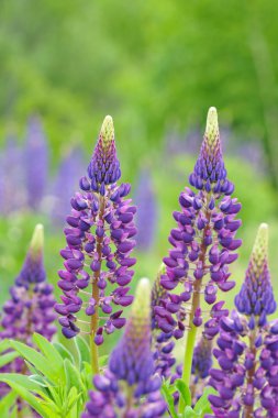 Güneş ışıkları acı bakla çiçeği..