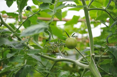 Serada domates yakın çekim.