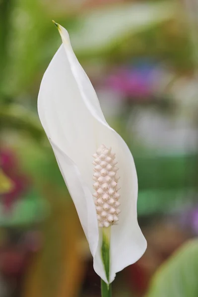 Närbild Peace Lily Blommor — Stockfoto