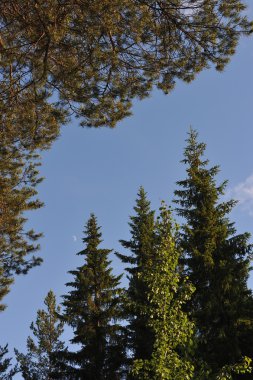 Akşam Tayga ormanı üzerinde gökyüzünde ay.