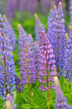 Güneş ışıkları acı bakla çiçeği..