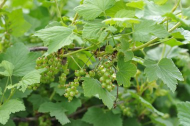 Frenk üzümü genç yumurtalık.