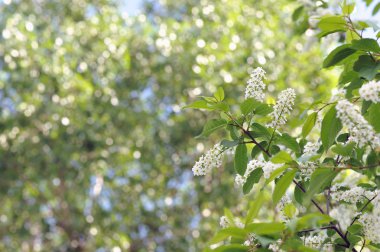 Kuş kiraz çiçek bahar sezonu.