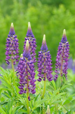 Güneş ışıkları acı bakla çiçeği..