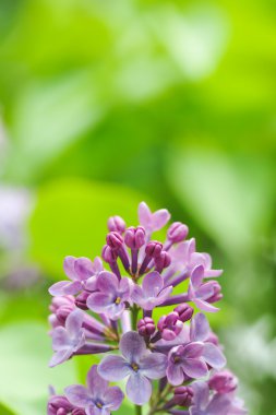 Taze leylak çiçek Fotoğrafçılık kadar kapatın.