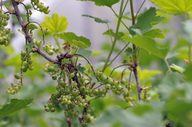 Frenk üzümü genç yumurtalık.