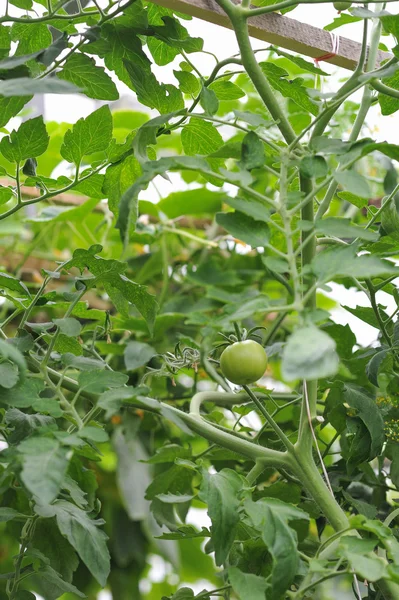 Tomates Frescos Cerca Invernadero —  Fotos de Stock