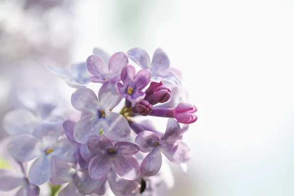 Close Photography Fresh Lilac Flowers — Stock Photo, Image