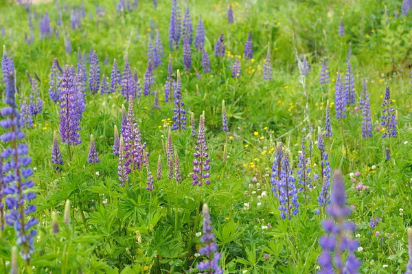 Lupine Flowers Lights Sun — Stock Photo, Image