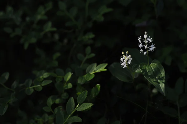 Maianthemum Bifolium Magical Evening Light Shadows Sunrays — Stock Photo, Image