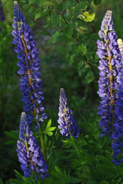 Akşam güneş ışıkları acı bakla çiçeği..