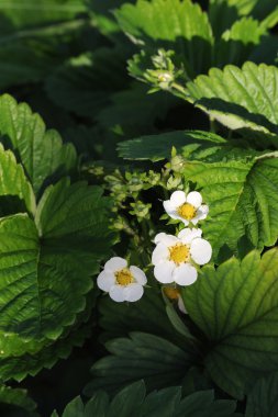 Akşam güneşi çilek çiçekler yakın çekim.