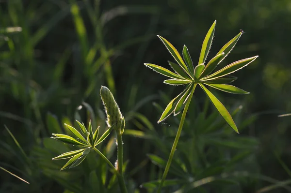 夕日の光にルピナスの花 — ストック写真