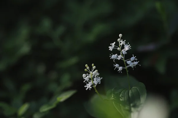 Maianthemum Bifolium Lumière Soir Magique Avec Ombres Rayons Soleil — Photo