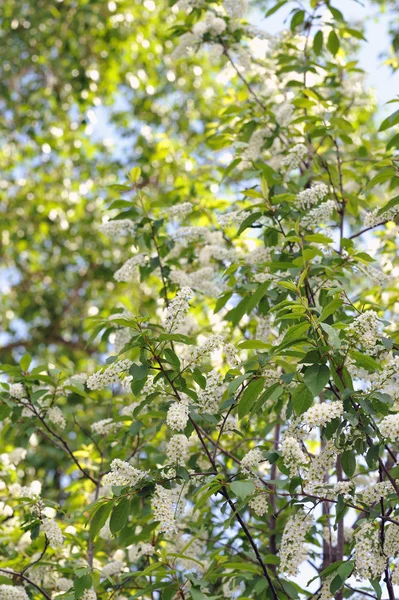 Madár Cseresznye Virágok Tavaszi Szezonban — Stock Fotó