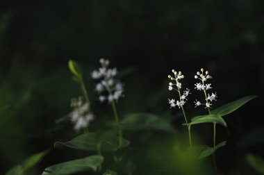 Gölgeler ve yapraklara sihirli gece ışık koşullarında Maianthemum bifolium.