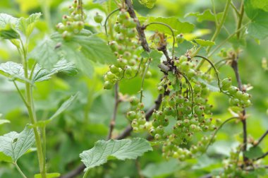 Frenk üzümü genç yumurtalık.