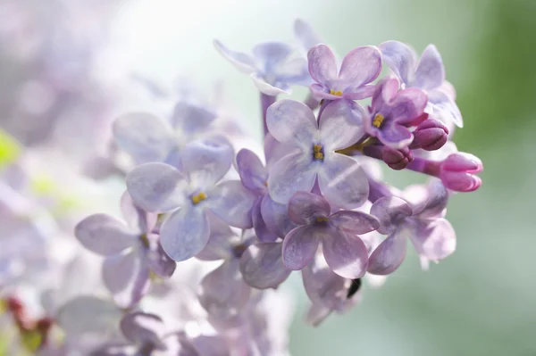 Close Photography Fresh Lilac Flowers — Stock Photo, Image