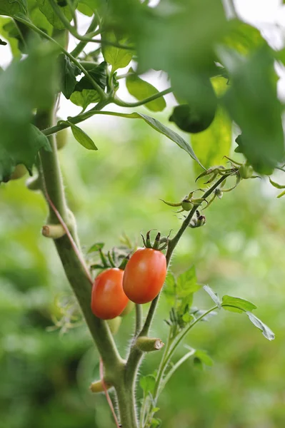 Tomates Frescos Cerca Invernadero —  Fotos de Stock