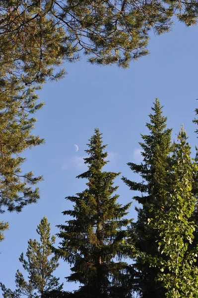 Moon on the sky over the evening taiga forest.