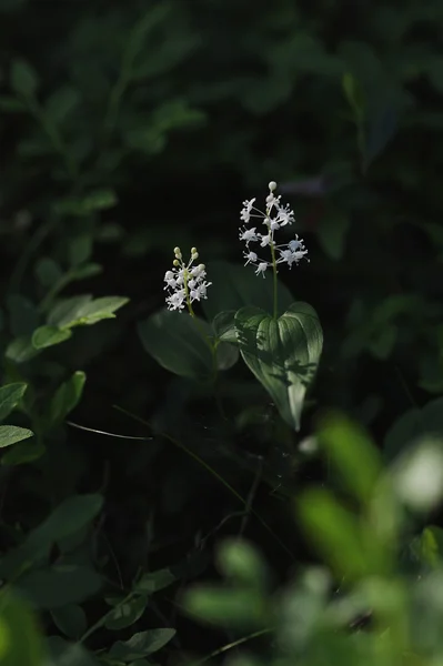 Maianthemum Bifolium Magical Evening Light Shadows Sunrays — Stock Photo, Image