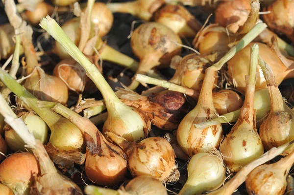 Agricultura Cerrar Cebolla Secado Luz Del Sol — Foto de Stock