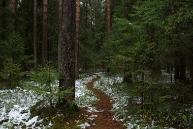 Sonbaharın sonlarında ormanda. Uzun ağaçların arasında bir patika.
