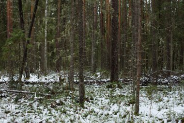 Sonbaharın sonlarında ilk kardan sonra yosun ve yosunla kaplanmış yaşlı ağaçlar..