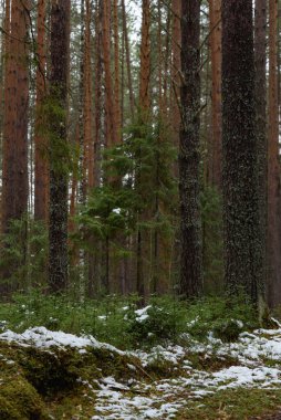 İlk kardan sonra sonbaharın sonlarında ormanda küçük Noel ağaçları..