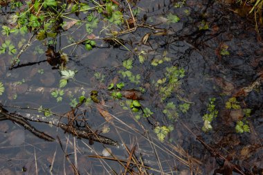 Orman göleti sonbaharın sonlarında, kıyıda karla kaplanmış, sudaki yeşil bitki örtüsüyle.