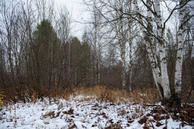 Manzara. Sonbaharın sonunda. Aspen ve huş ağaçları bir sırada