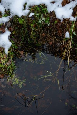 Orman göleti sonbaharın sonlarında, kıyıda karla kaplanmış, sudaki yeşil bitki örtüsüyle.