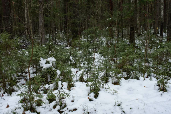 Kis Karácsonyfák Késő Ősszel Erdőben Első Után — Stock Fotó