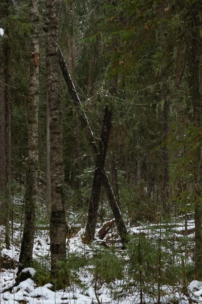 Landschaft Spätherbst Windfall Schneebedeckten Wald — Stockfoto