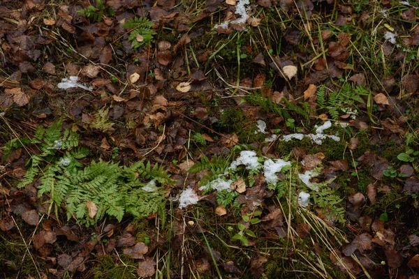 Arroyo Barranco Forestal Finales Otoño Después Primera Nieve — Foto de Stock