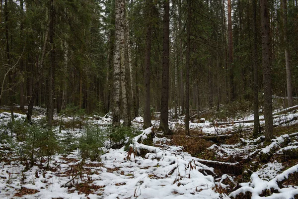 Landscape Late Autumn Windfall Forest Dusted Snow — Stock Photo, Image