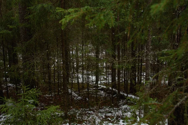 Krajina Pozdní Podzim Neočekávaný Pád Lese Zaprášený Sněhem — Stock fotografie