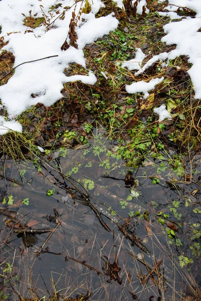 Étang Forestier Fin Automne Poudré Neige Sur Rivage Avec Végétation — Photo