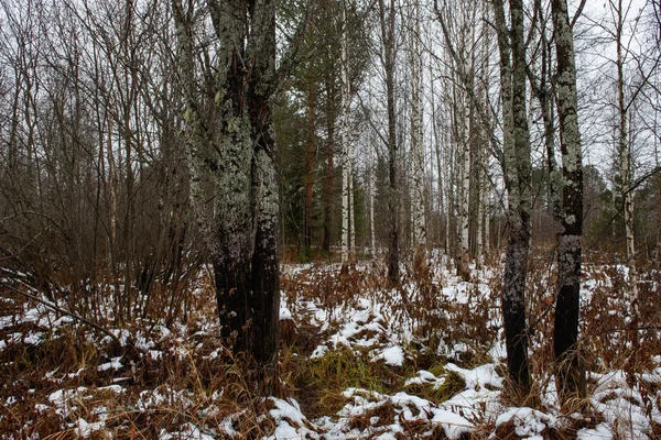 Manzara Sonbaharın Sonunda Aspen Huş Ağaçları Bir Sırada — Stok fotoğraf