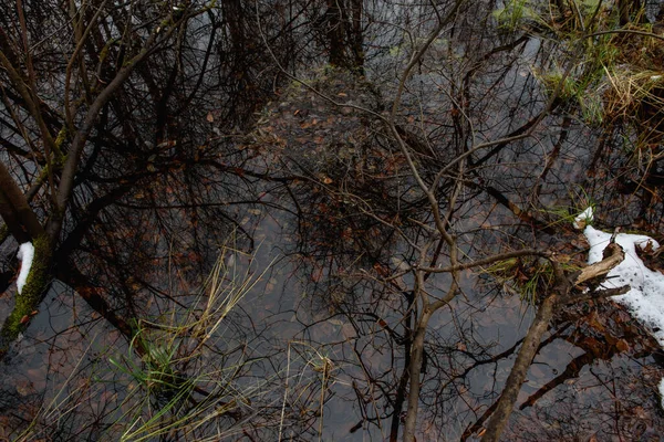 Étang Forestier Fin Automne Poudré Neige Sur Rivage Avec Végétation — Photo