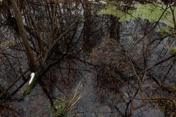 Erdei Késő Ősszel Por Parton Zöld Növényzet Vízben — Stock Fotó