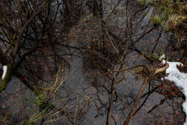Лесной Пруд Поздней Осенью Порошок Снегом Берегу Зеленой Растительностью Воде — стоковое фото