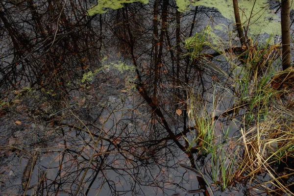 Waldteich Spätherbst Mit Schnee Gepudert Ufer Mit Grüner Vegetation Wasser — Stockfoto