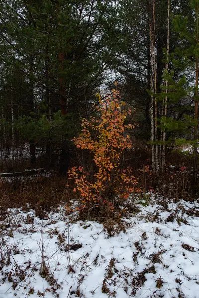 Barevné Podzimní Listí Větvích Stromů Konci Podzimu — Stock fotografie