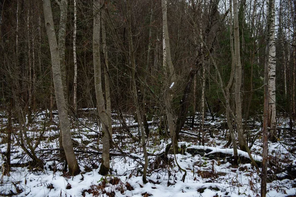 Landscape Late Autumn Aspen Birch Trees Row — Stock Photo, Image