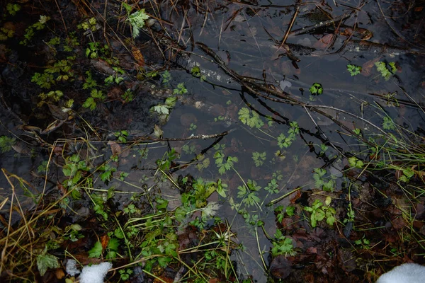 秋末的森林池塘 岸边白雪铺满 水中长满了绿色的植被 — 图库照片