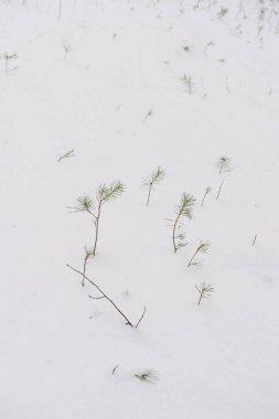 Kuzey ormanının detayları. Kurumuş çimenler karla kaplı..